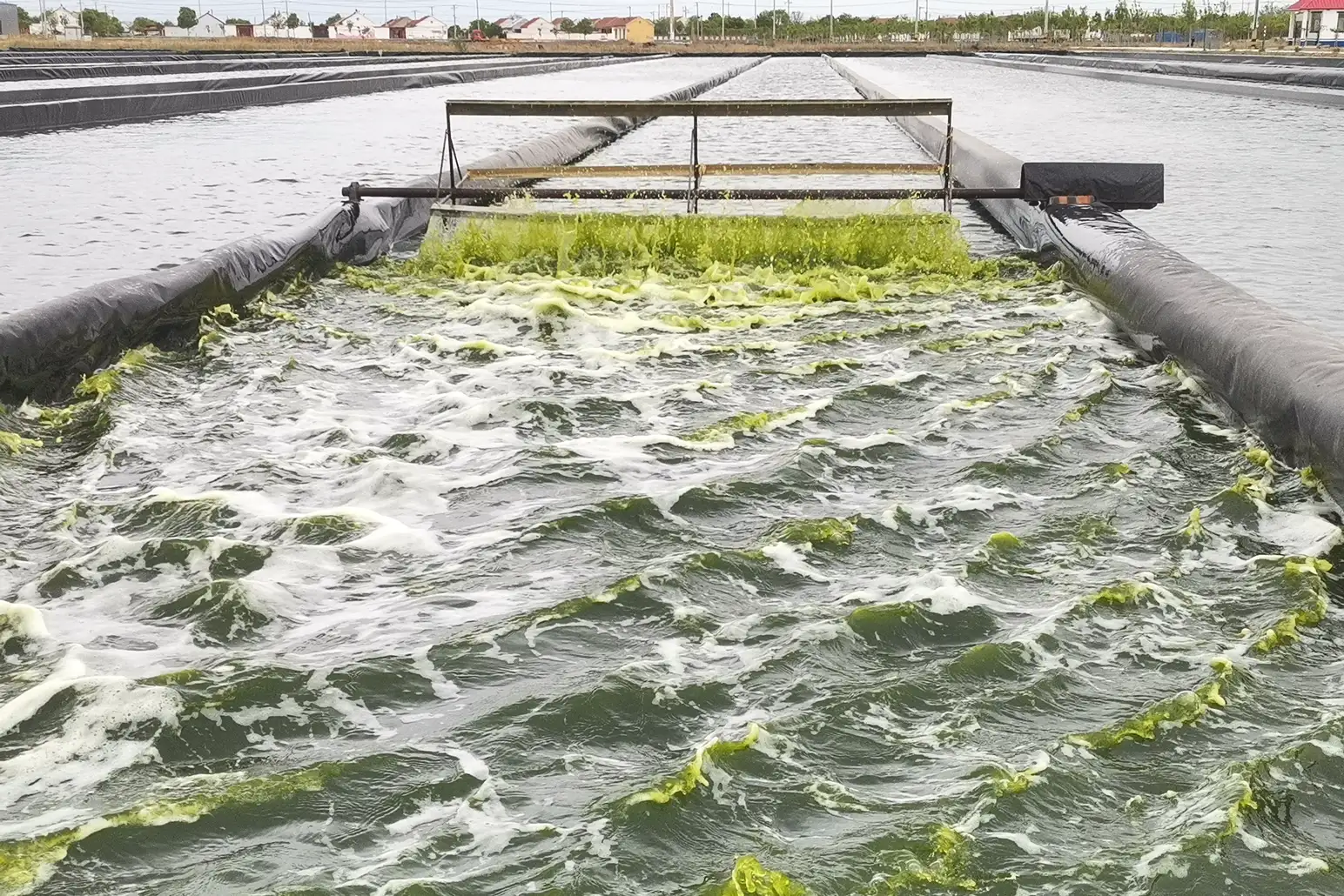 Nature’s Perfect Recipe: How Alkaline Water is Fueling a Microalgae Revolution