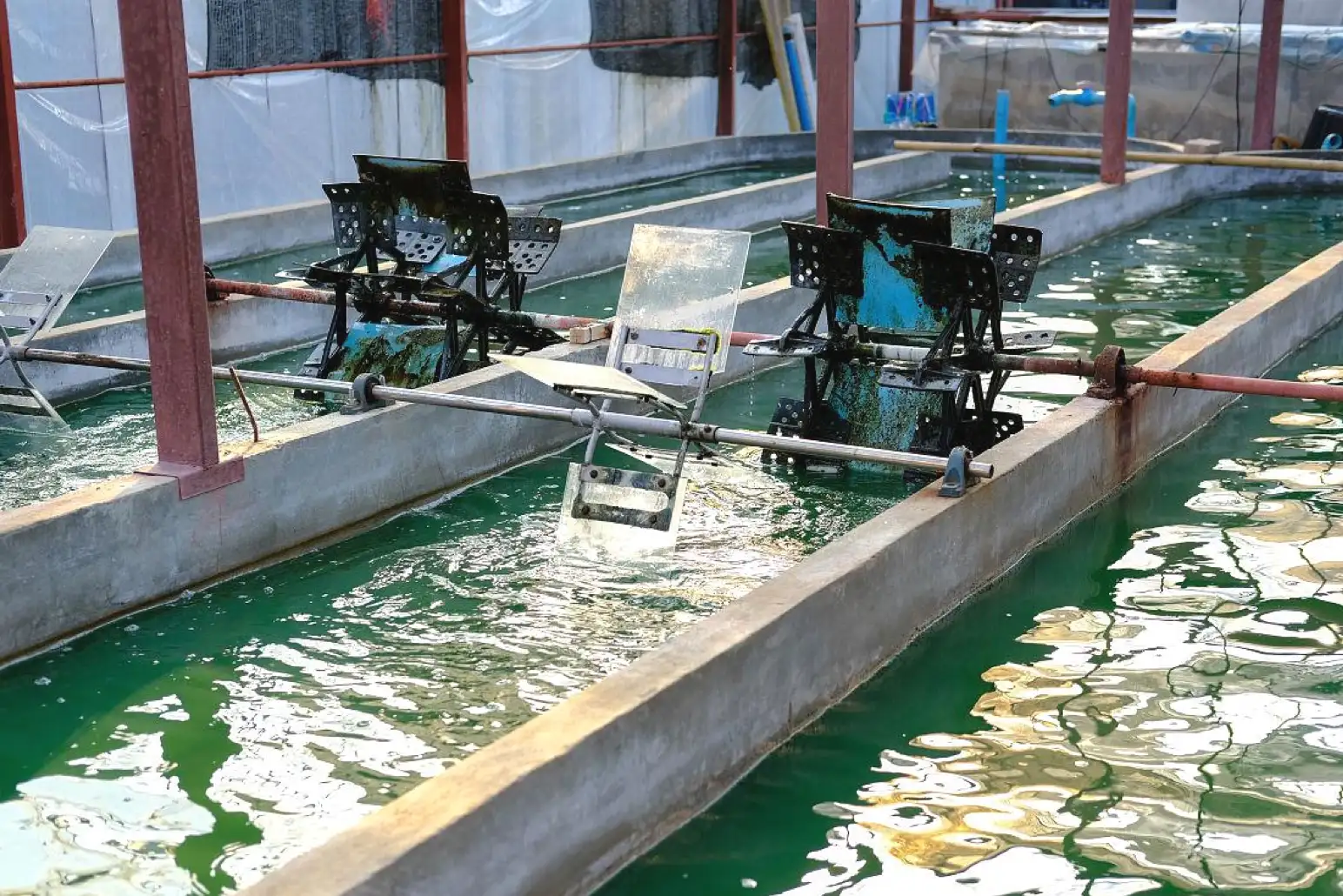 The Science Behind Superior Aquaculture Live Feed