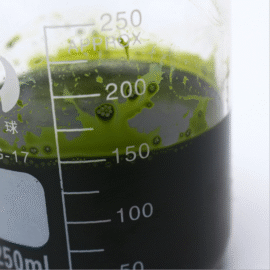 Seawater Chlorella Concentrate